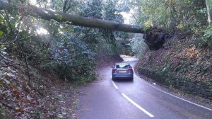 A fallen tree in Toys Hill Kent