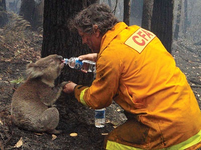 Bushfires are burning across two states in Australia