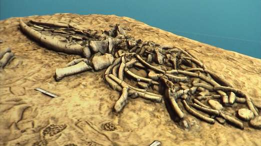 3D images of whale skeletons found in Chile