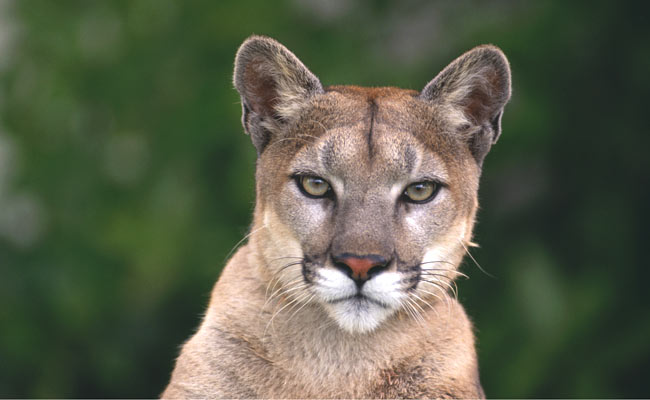 A woman finds a puma in her kitchen