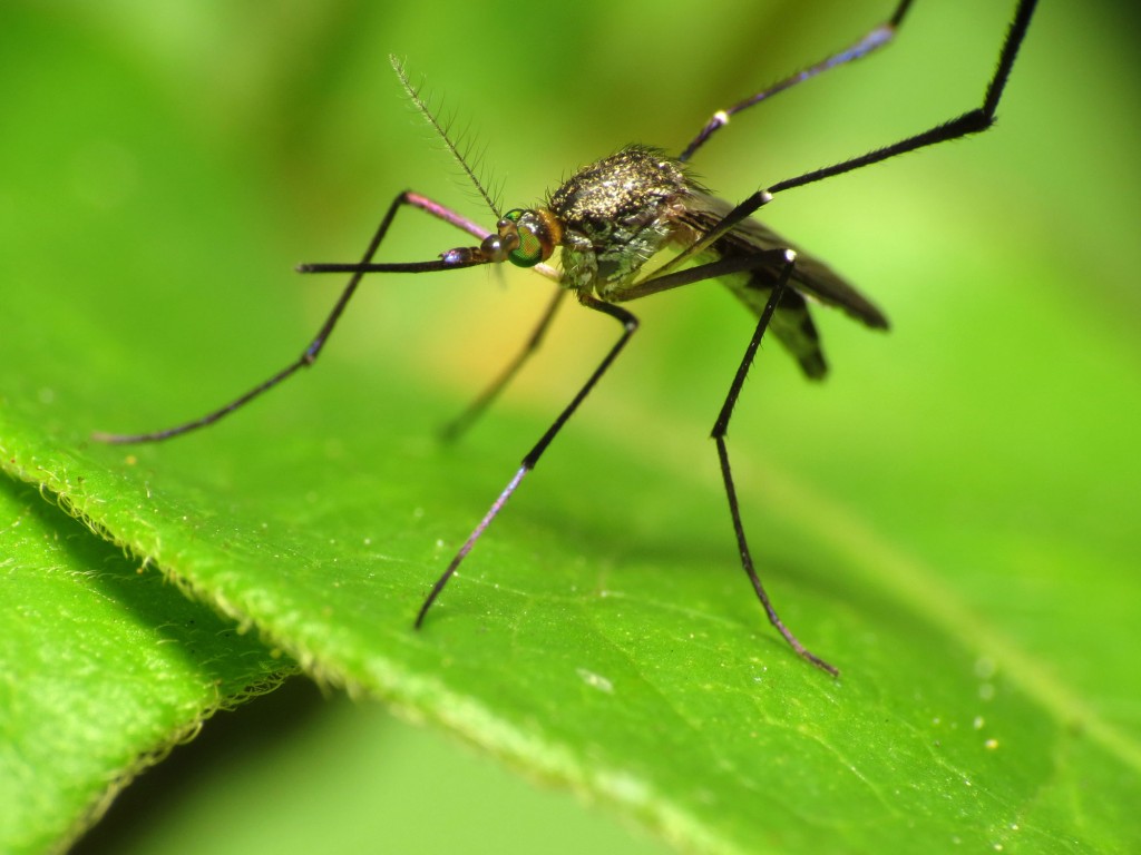 Mosquitoes Heading For Warmer UK