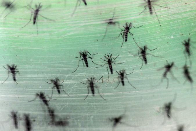 Zika Virus Threatens European Nations..