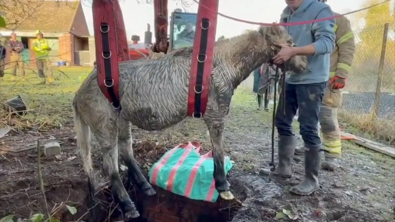 A muddy pony is being lifted out of a deep hole using a red harness attached to heavy equipment. Several rescuers, including a firefighter, stand nearby supporting the animal and guiding the rescue. The scene takes place outdoors near a building and fenced area, with onlookers in the background.