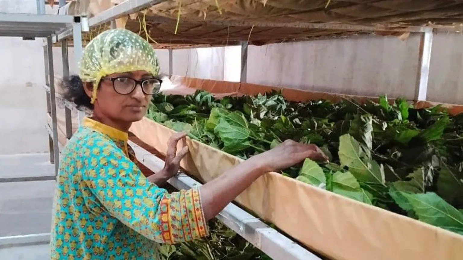 Umamaheswari Umamaheswari stands next to a tray containing mulberry leaves. She wears a yellow hair net and green patterned top.