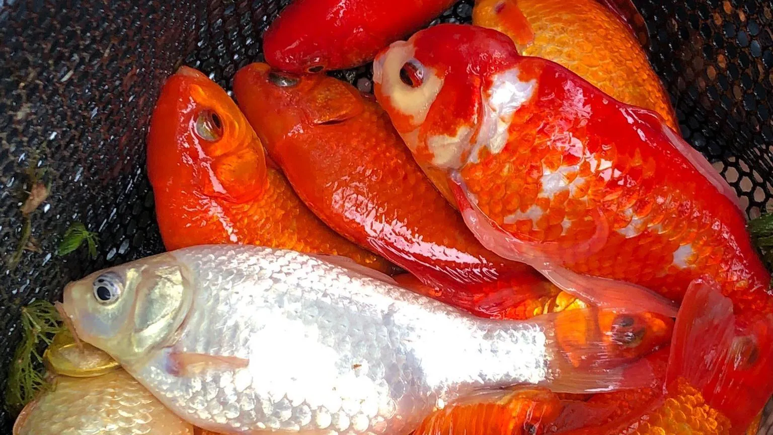 Environment Agency Goldfish are seen after being caught in a lake. They are orange and white in colour.