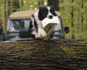 An old-style Land Rover can be seen as a border collie leaps over a fallen tree as it takes off with the card.
