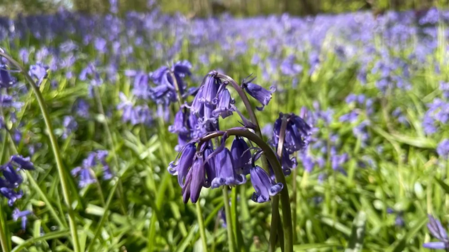 BBC Sun shines on a mass of bluebell flowers against fresh green stalks and leaves