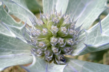 A close up of the centre of a flower
