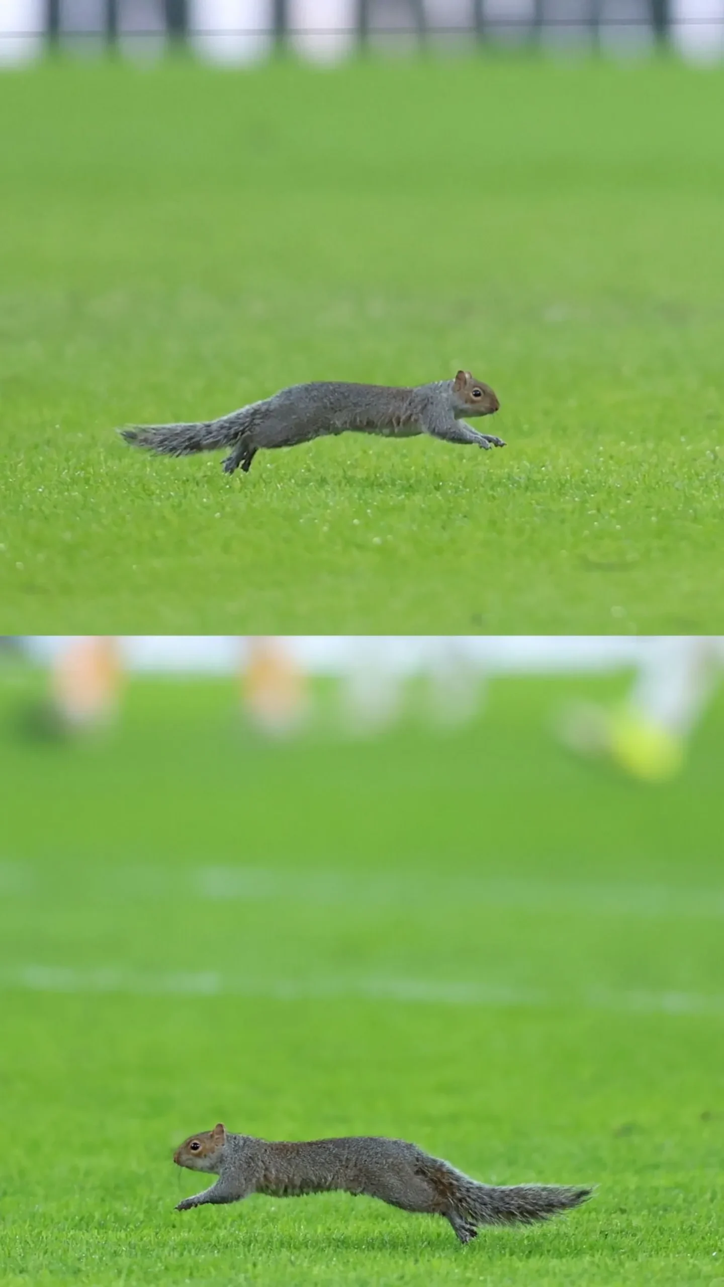 A squirrel running backward and forwards on a football pitch.