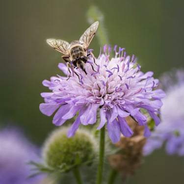 A light purple flower with a hoverfly