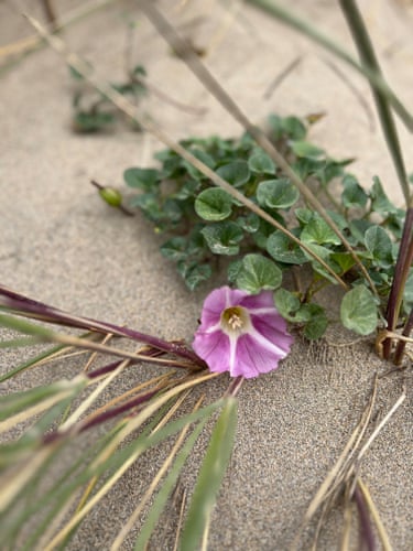 A pink flower on sand