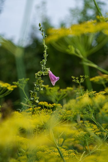 A pink foxglove flower