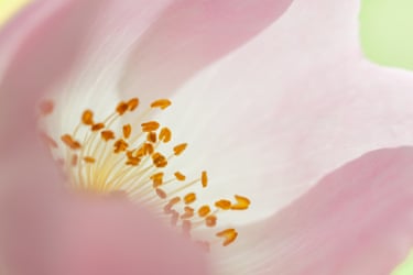 A close-up of a delicate pink flower