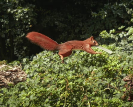 An image of a red squirrel leaping across branches as it carries the card