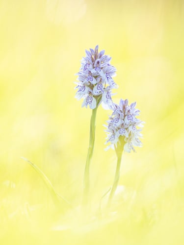 Two delicate flowers