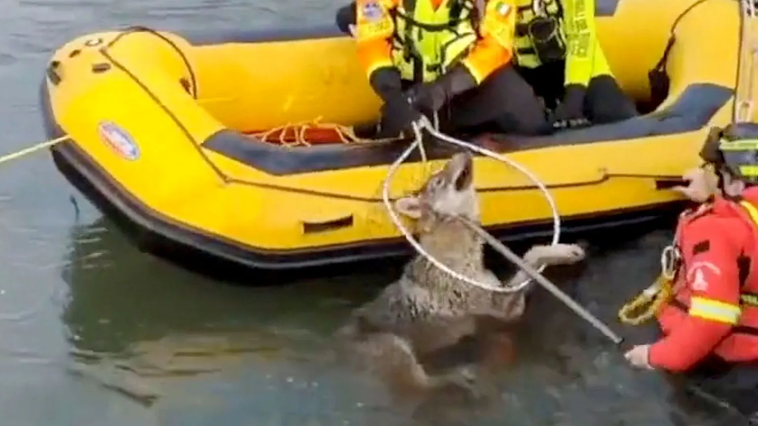 Rescuers save a wolf from a canal with a yellow boat
