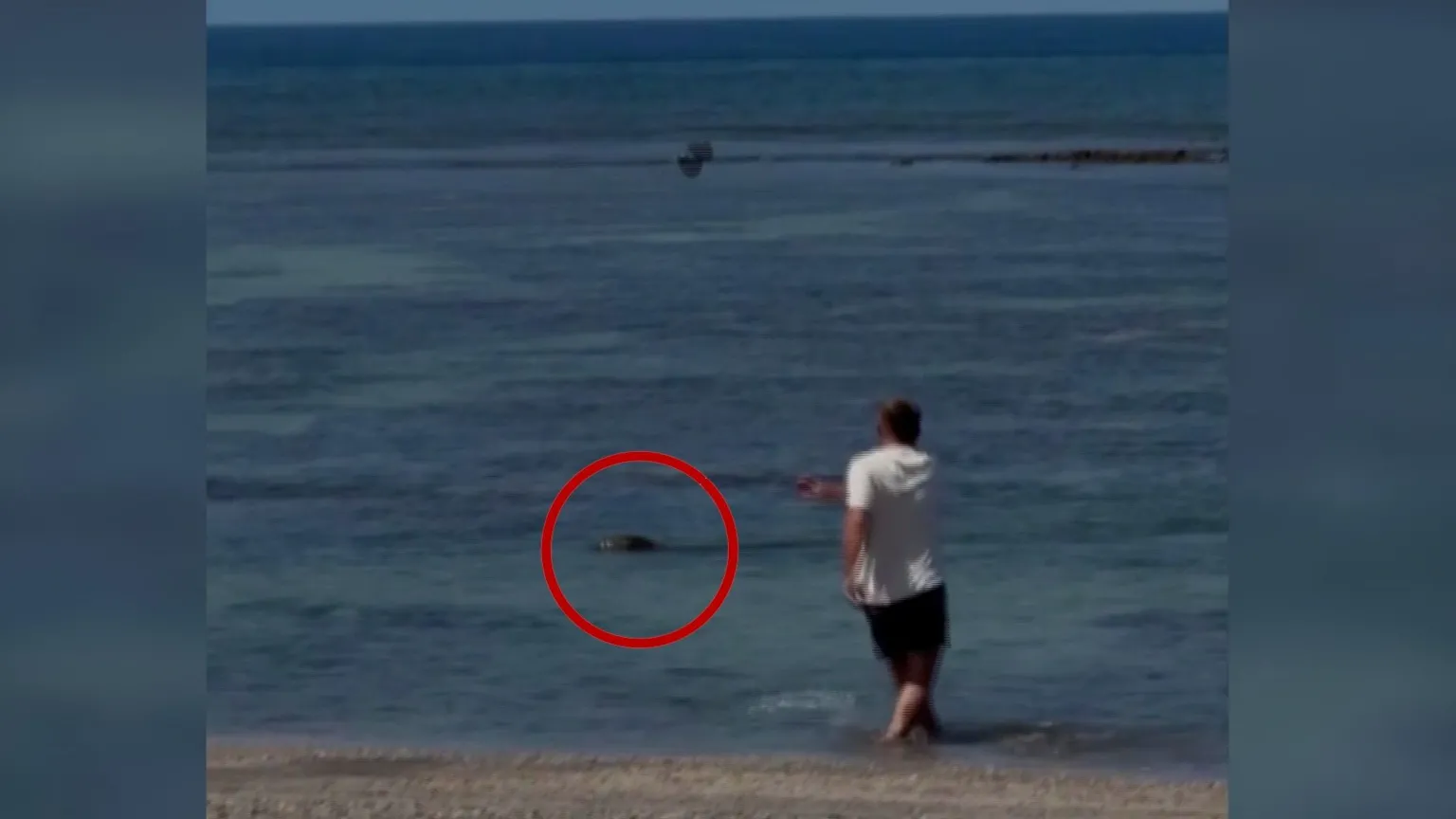 A man is throwing a rock at a Hawaii seal monk.