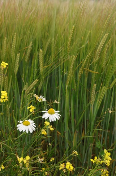 Wild grasses with chamomile flowers