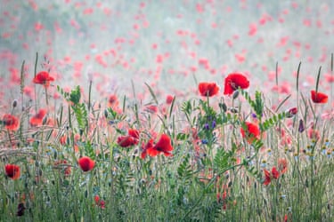 Poppies in a field