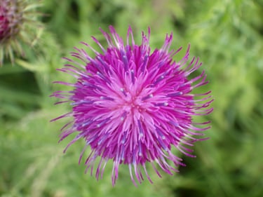 A close up aerial view of a thistle