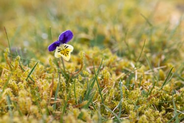 A wild pansy in grass covered in dew