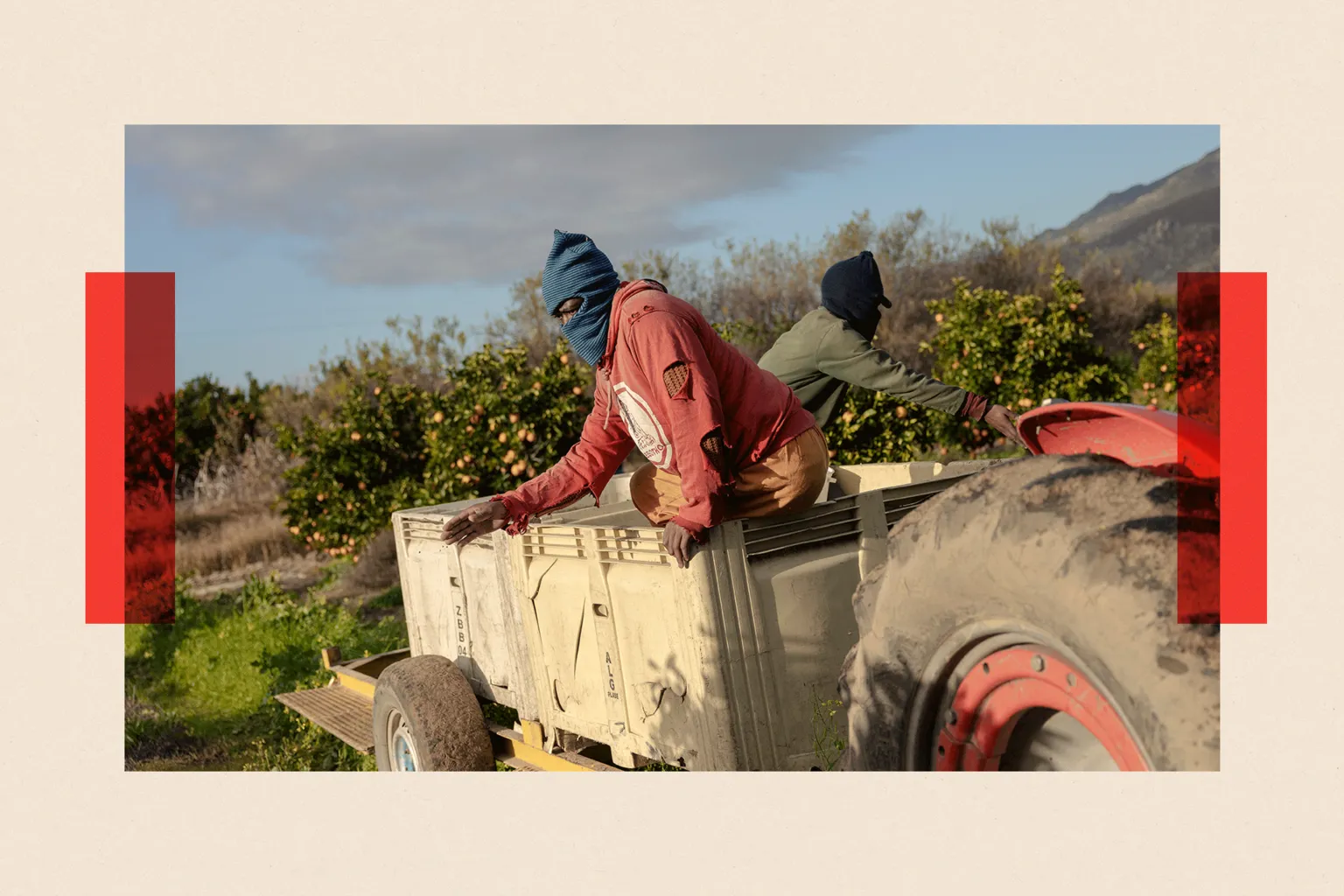 AFP via Getty Images Farm workers spread plant food on the orange trees in the ALG Estates Citrus farm in Citrusdal, South Africa