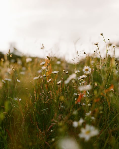 Wild flowers