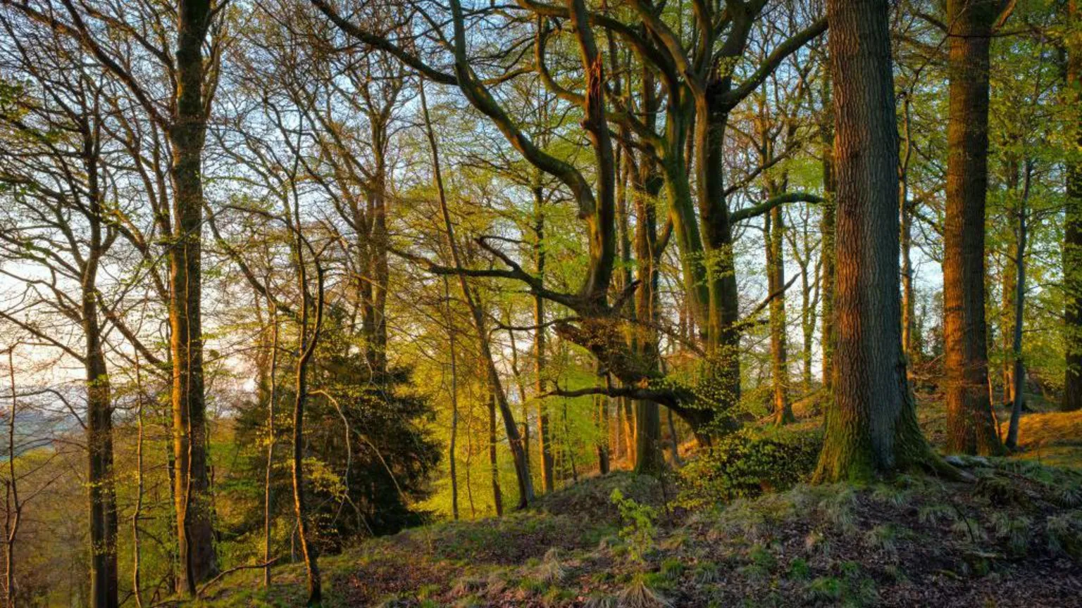 Getty Images A sunlit forest at sunset, the trunks are glowing in the sun and the trees are sloping on a hill.