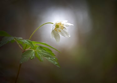 A white flower with a blurred background