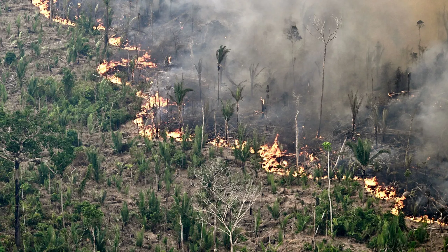 AFP via Getty Images Aerial view of an area of Amazon rainforest deforested by illegal fire in the municipality of Labrea, Amazonas State, Brazil on August 20, 2024.