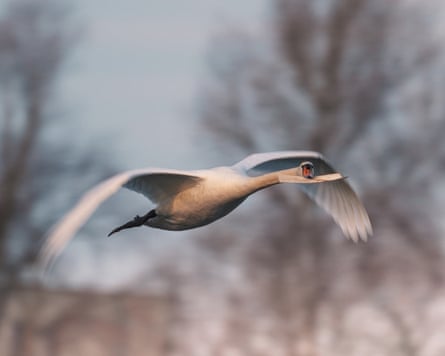 A still from the film shows a CGI swan carrying the royal card