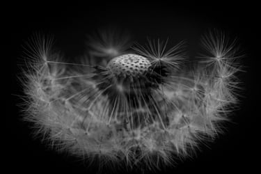 A close-up of a dandelion clock