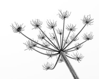 A wildflower against a pale sky