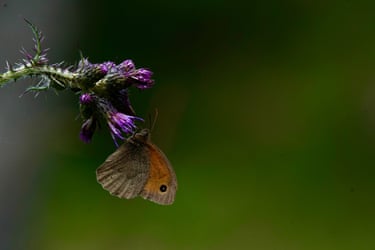 A butterfly on a purple flower