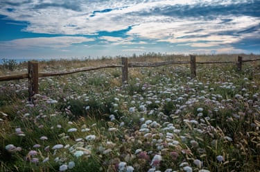 A field full of wild flowers, with a wooden fence in the middle