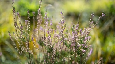 Wild heather