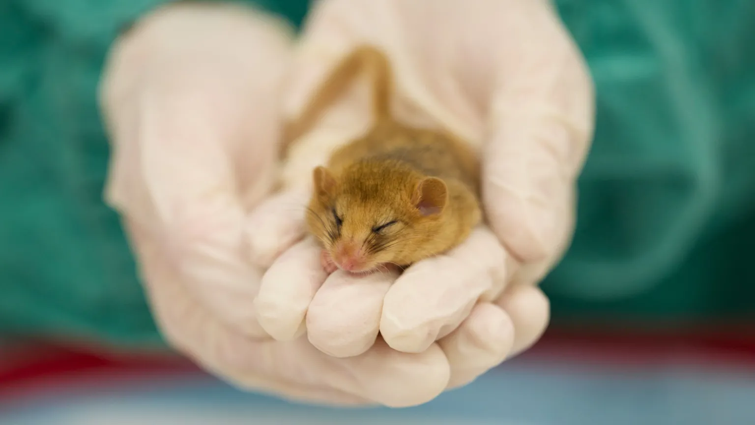 ©ZSL A tiny dormouse is held in hands. It sits on the 2/3 of three fingers of someone wearing surgical gloves. The dormouse has its eyes closed