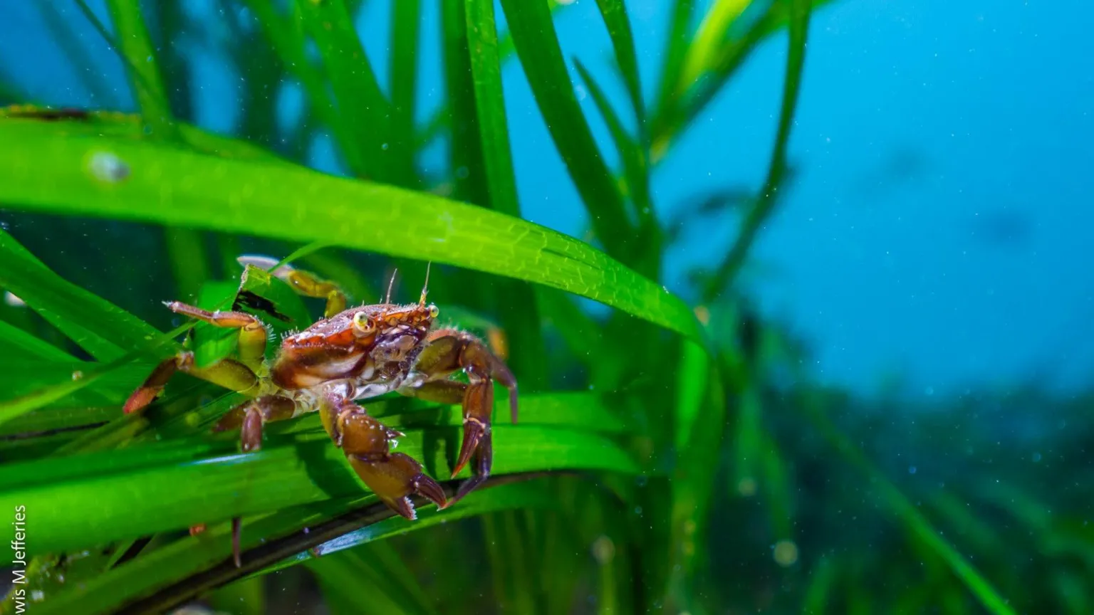 Lewis M. Jefferies A small orange-coloured shore crab - Carcinus maenas - sat on a blade of seagrass in one of the research sites off the Orkney Islands in Scotland.