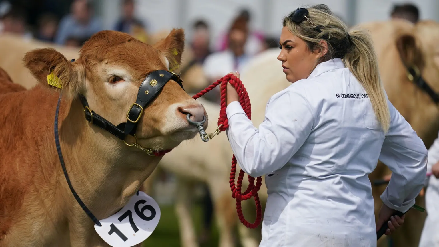 A woman with long blonde hair is walking a bull on a red corded rope. The woman is dressed in a white coat with 'NI COMMERCIAL CATTLE' written on the back.