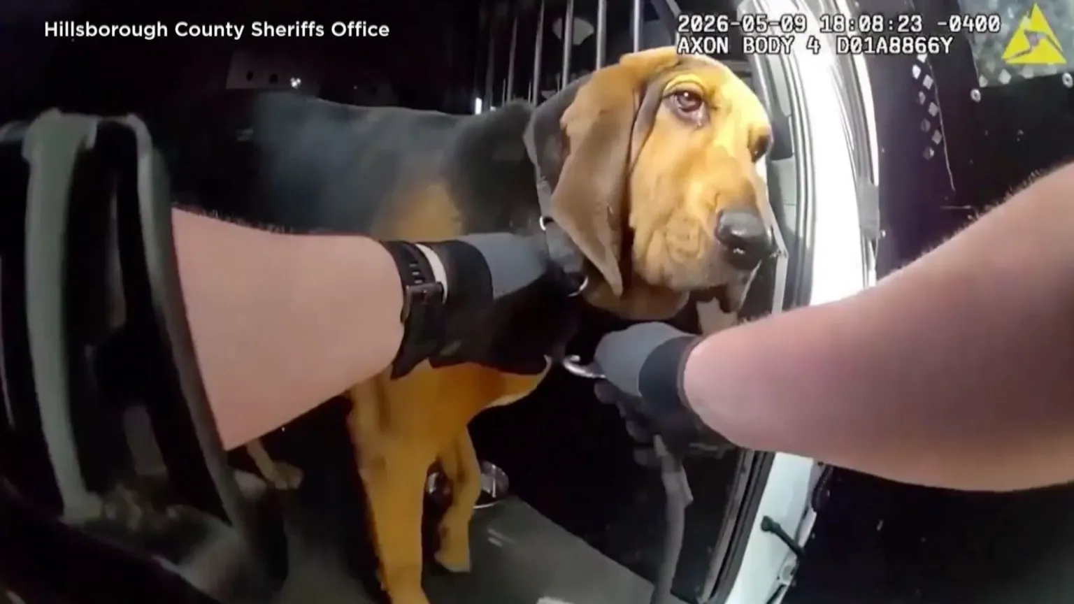 Boomer, a police K-9, is seen in the back of a patrol car.
