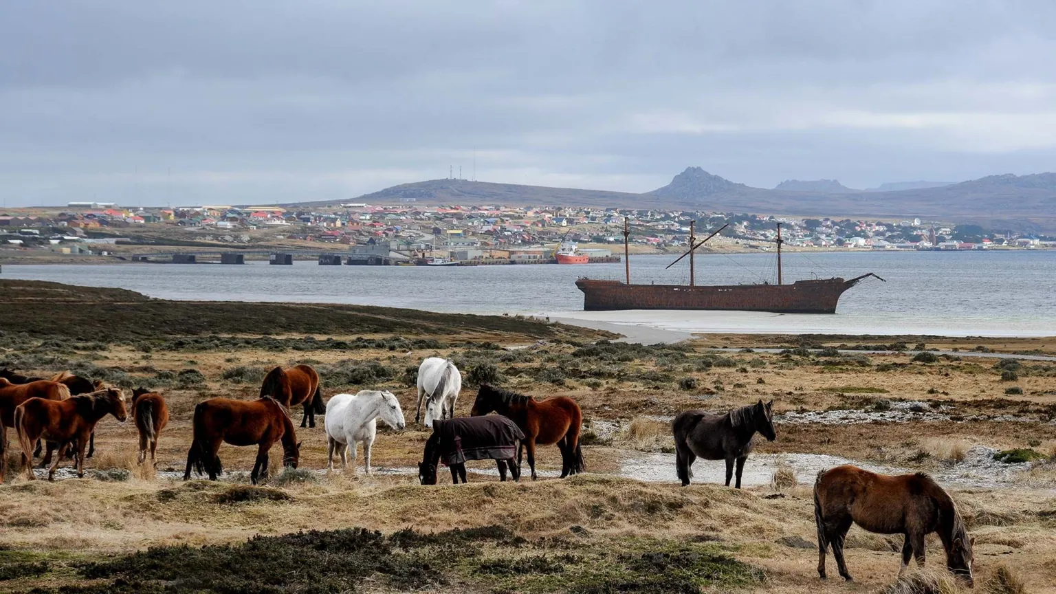 Getty Images A scenic view of the Falkland Islands with grey skies. There are horses in the foreground and Stanley harbour is seen in the background across a bay