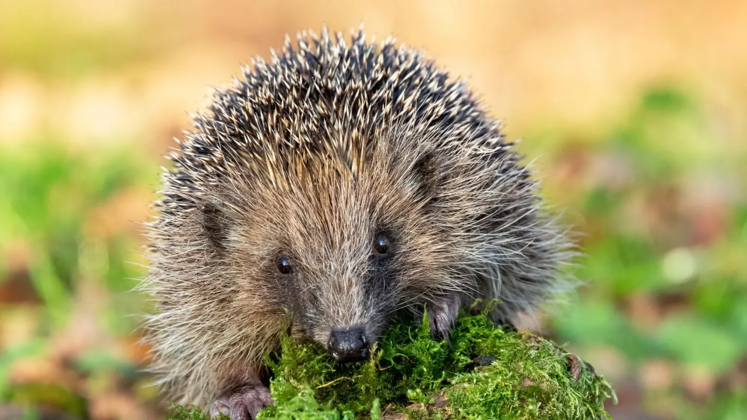 Getty Images A small brown and grey Hedgehog sits on a green, mossy tree branch. A spread of green and brown leaves sit out-of focus, in the background.