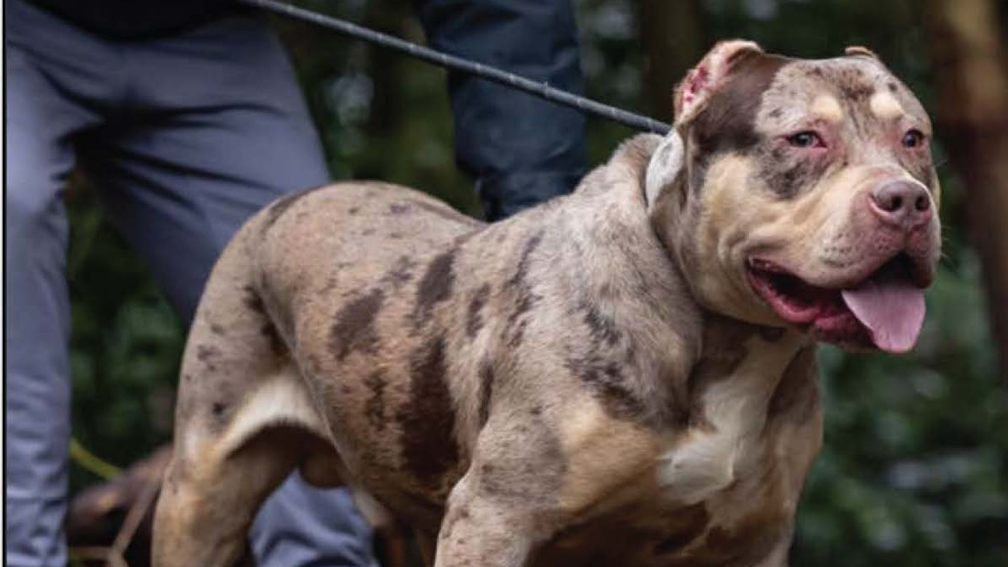 The XL bully, called Toretto, that mauled John McColl. Pic: Cheshire Police