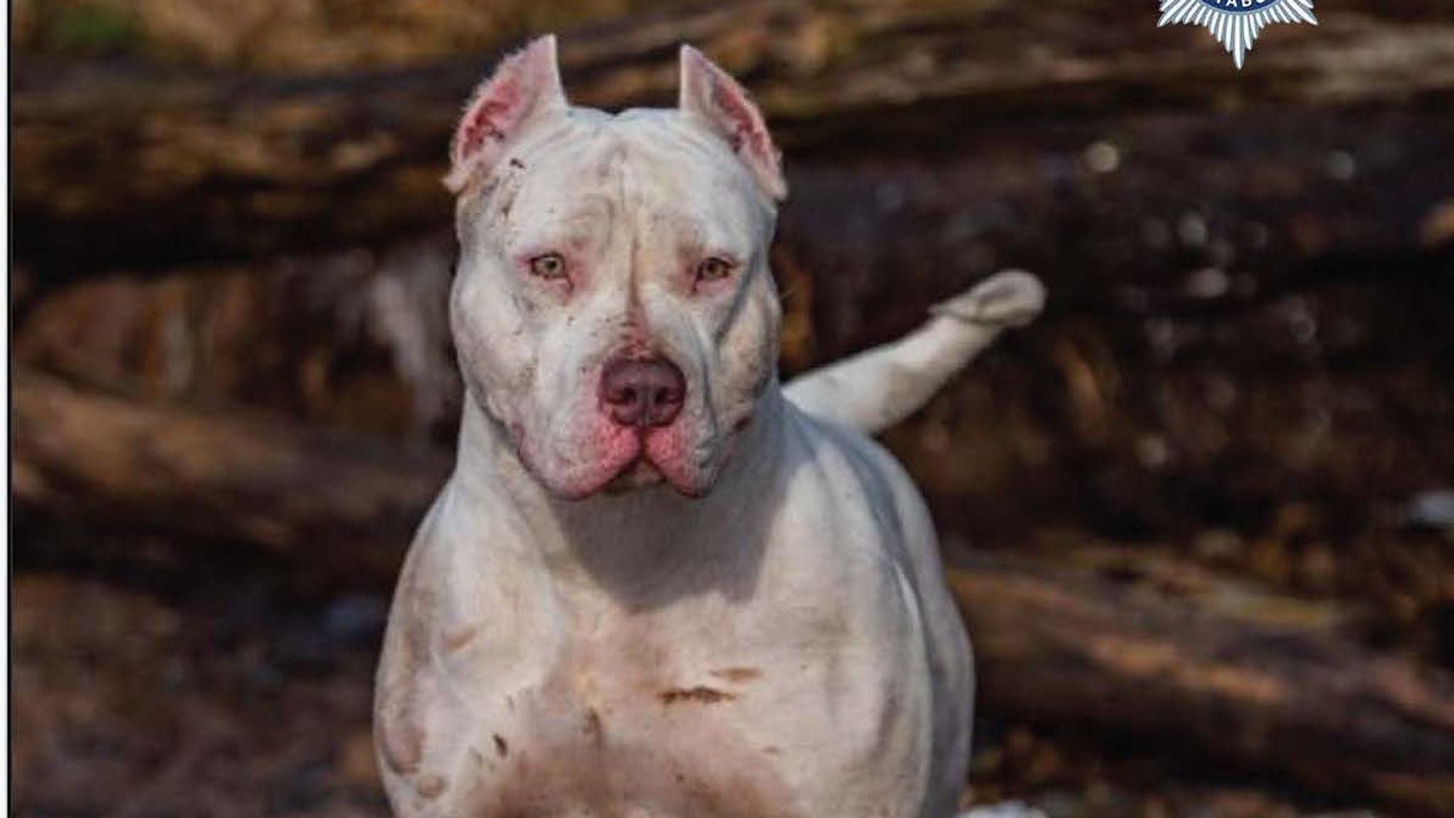 Garner kept a second XL bully called Malibu, which was also shot by police. Pic: Cheshire Police