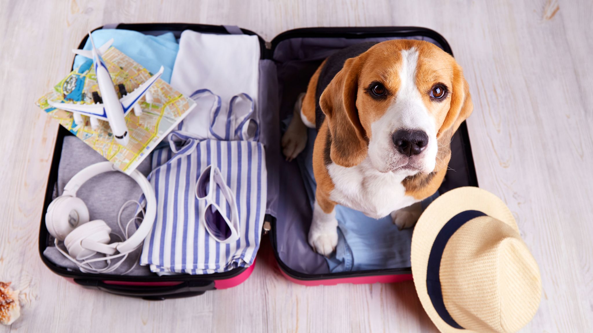 Pet owners warned of new EU travel rules