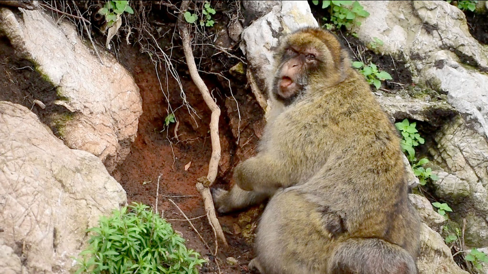 A monkey chewing on soil in Gibraltar. Pic: Martin Nicourt/Gibraltar Macaques Project/PA