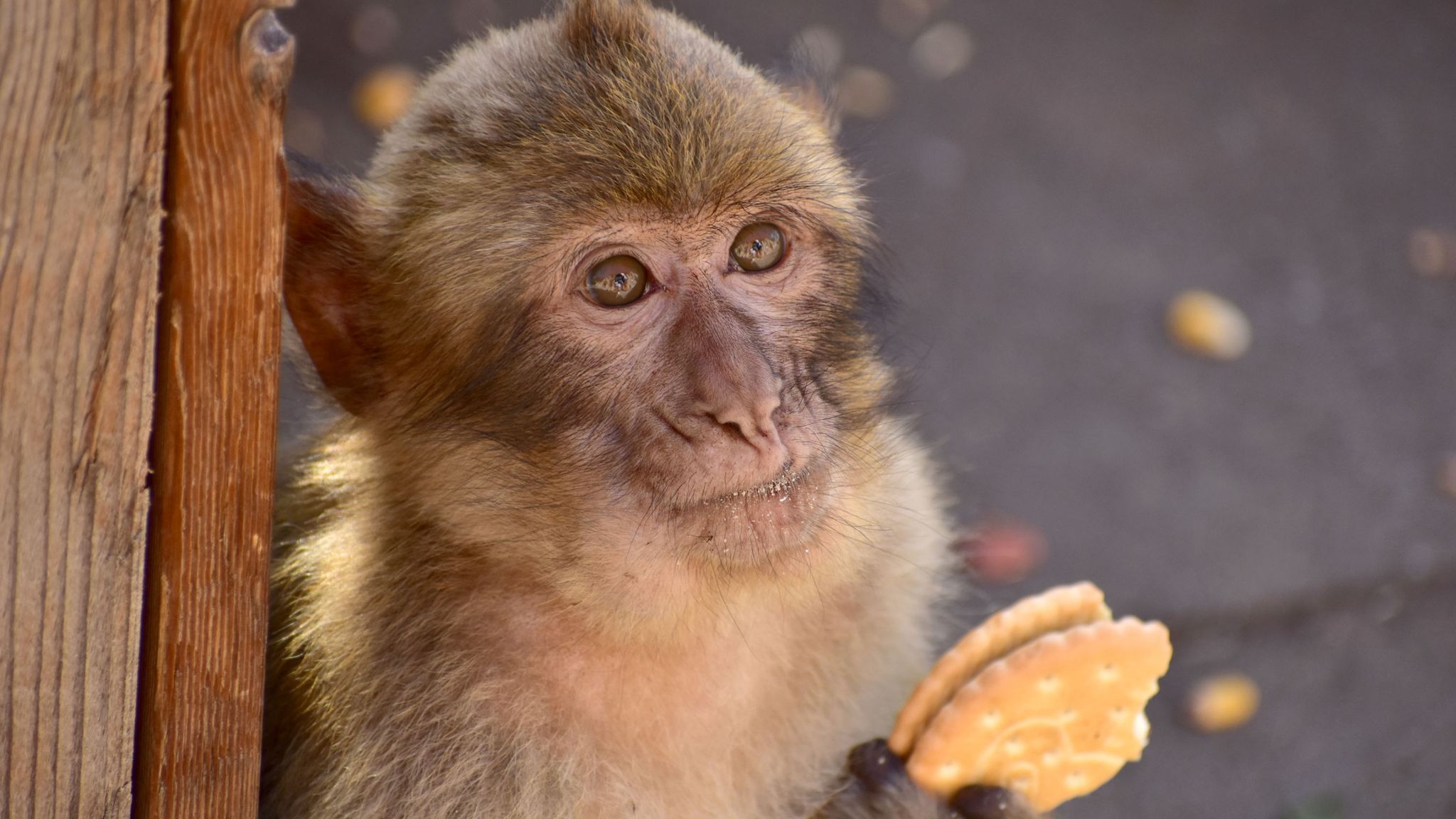 Pic: Martin Nicourt/Gibraltar Macaques Project/PA
