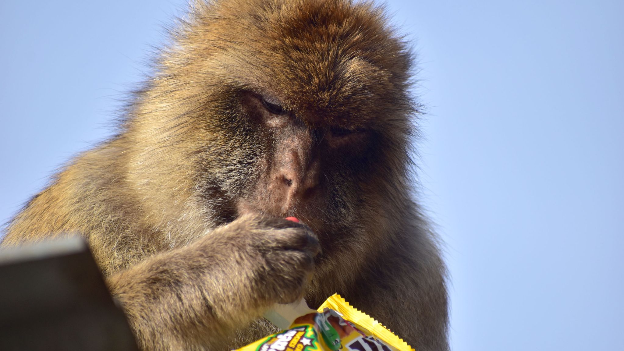 A macaque monkey finishing a packet of M&Ms. Pic: Martin Nicourt/Gibraltar Macaques Project/PA