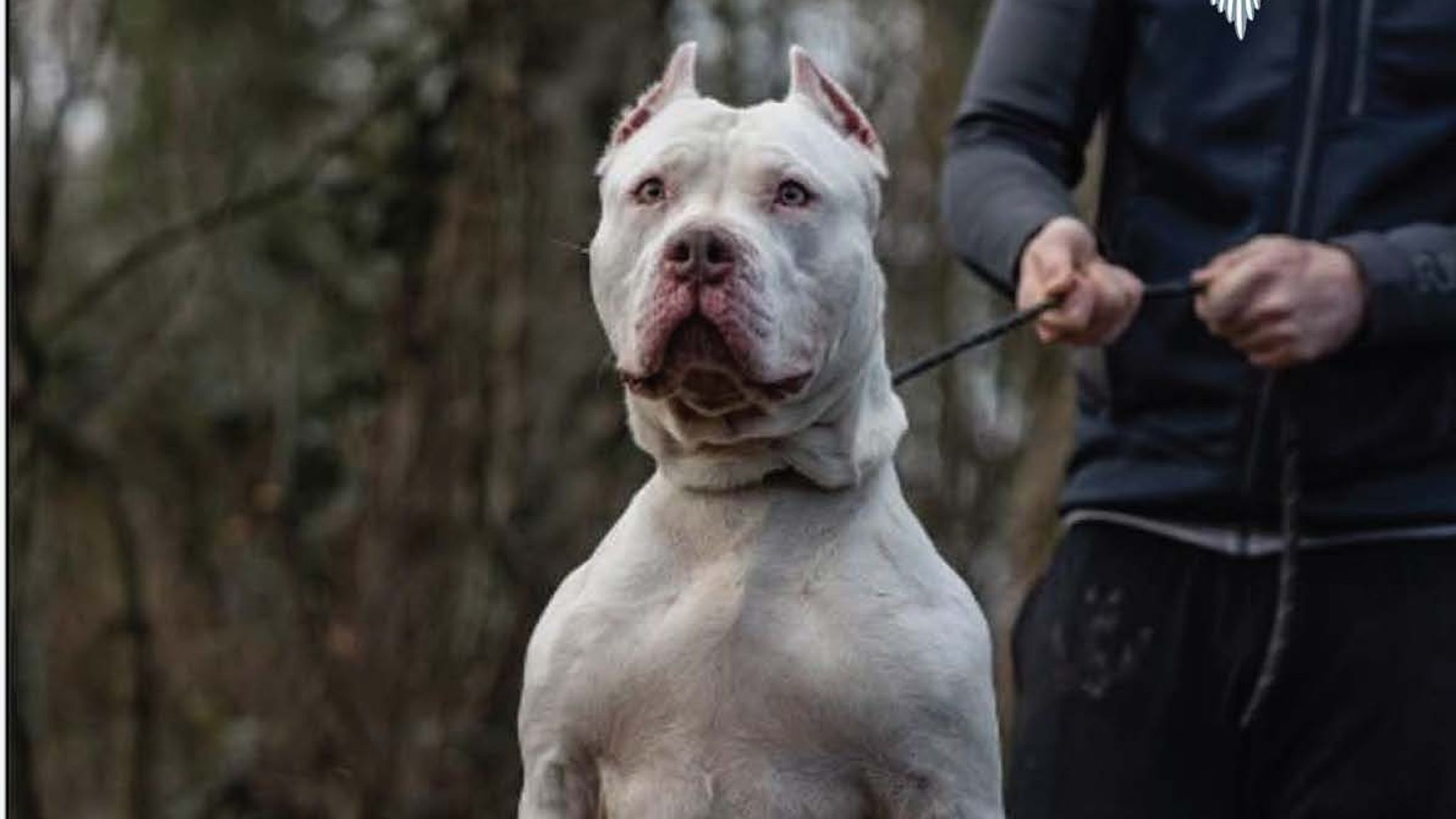 Sean Garner admitted keeping a second female XL bully called Malibu. Pic: Cheshire Police