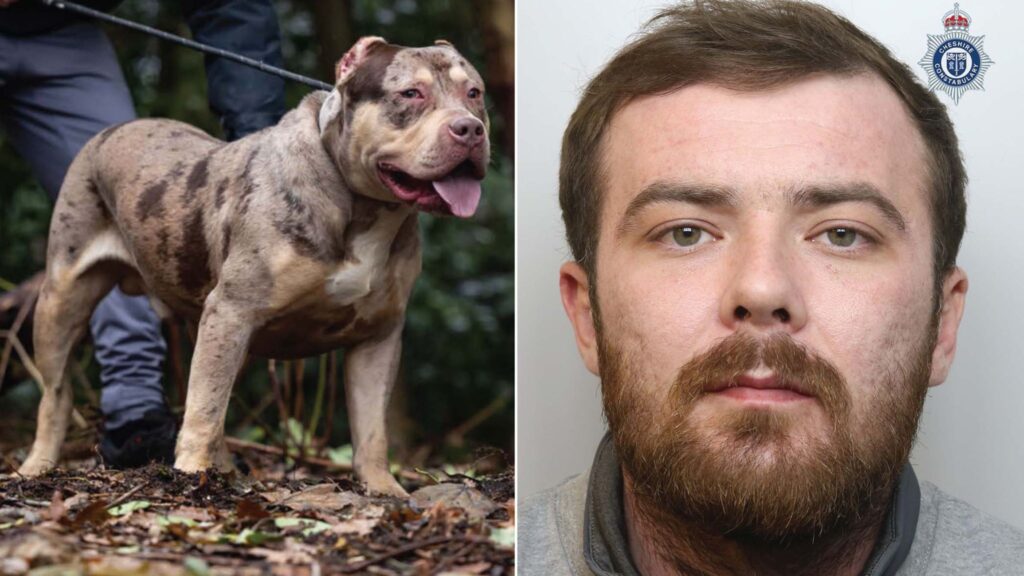 XL bully owner jailed after dog mauled pensioner to death